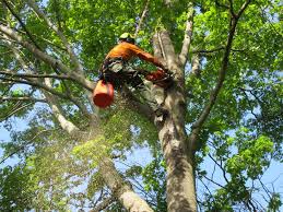 Tree Services Dublin